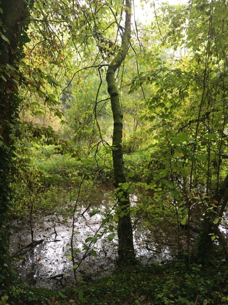 Service-2-min Wasserteich auf dem Gelände des Berufbildungswerk der Heinrich-Haus gGmbH